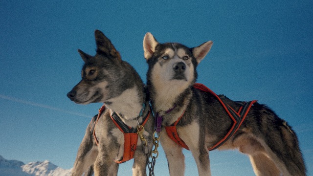 chiens de traineau avec SWEA